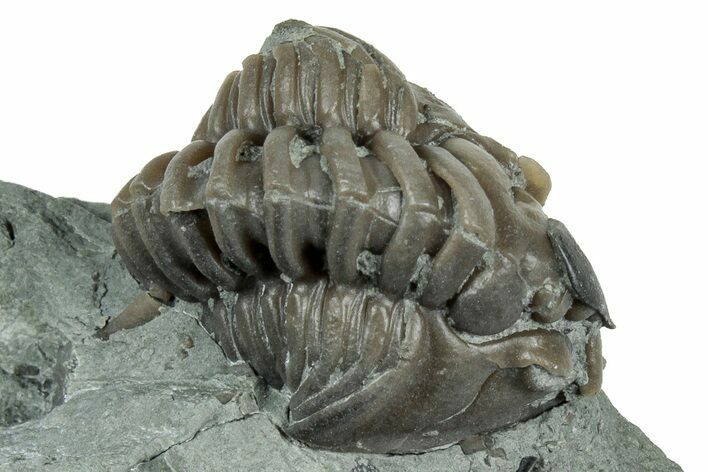 Wide Enrolled Flexicalymene Trilobite - Indiana #325795